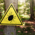 Tick warning sign on a tree in a lush forest